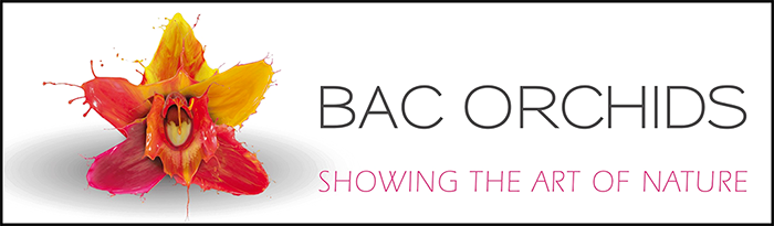 BAC Orchids